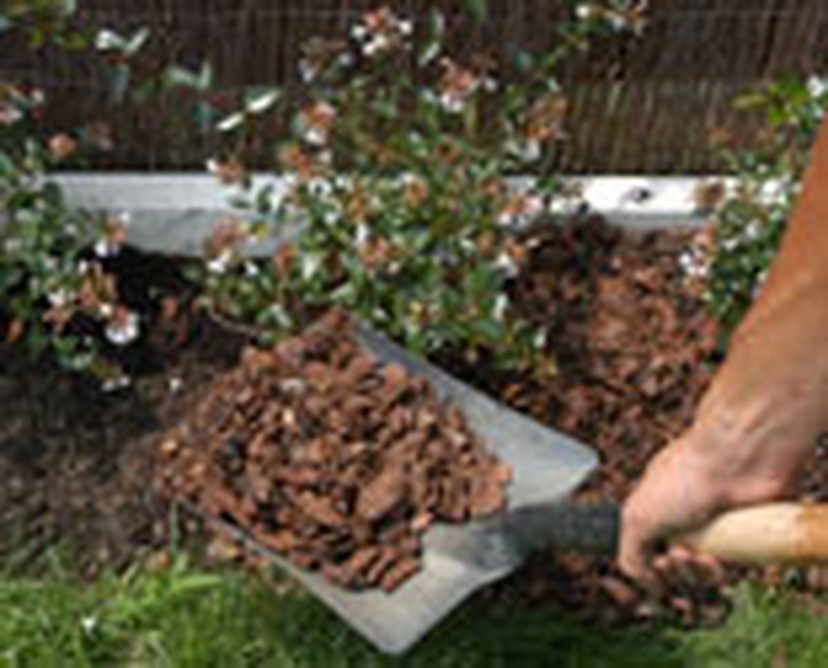 plant seto abelias p06