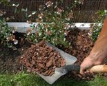 plant seto abelias p06