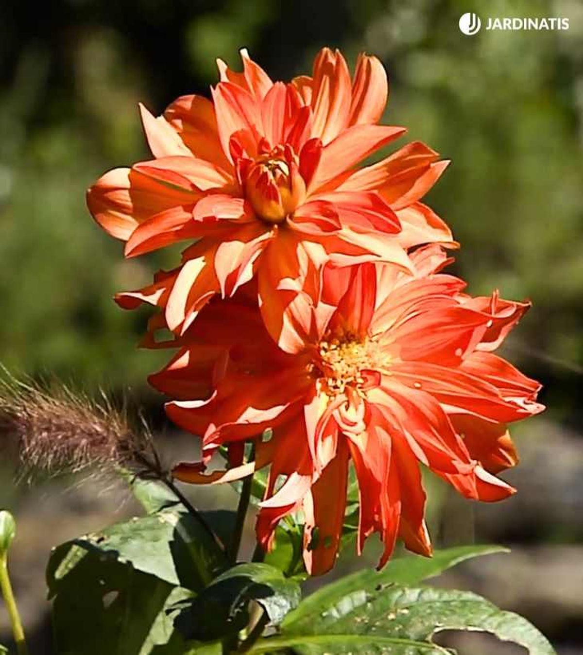 Flores de dalia naranjas