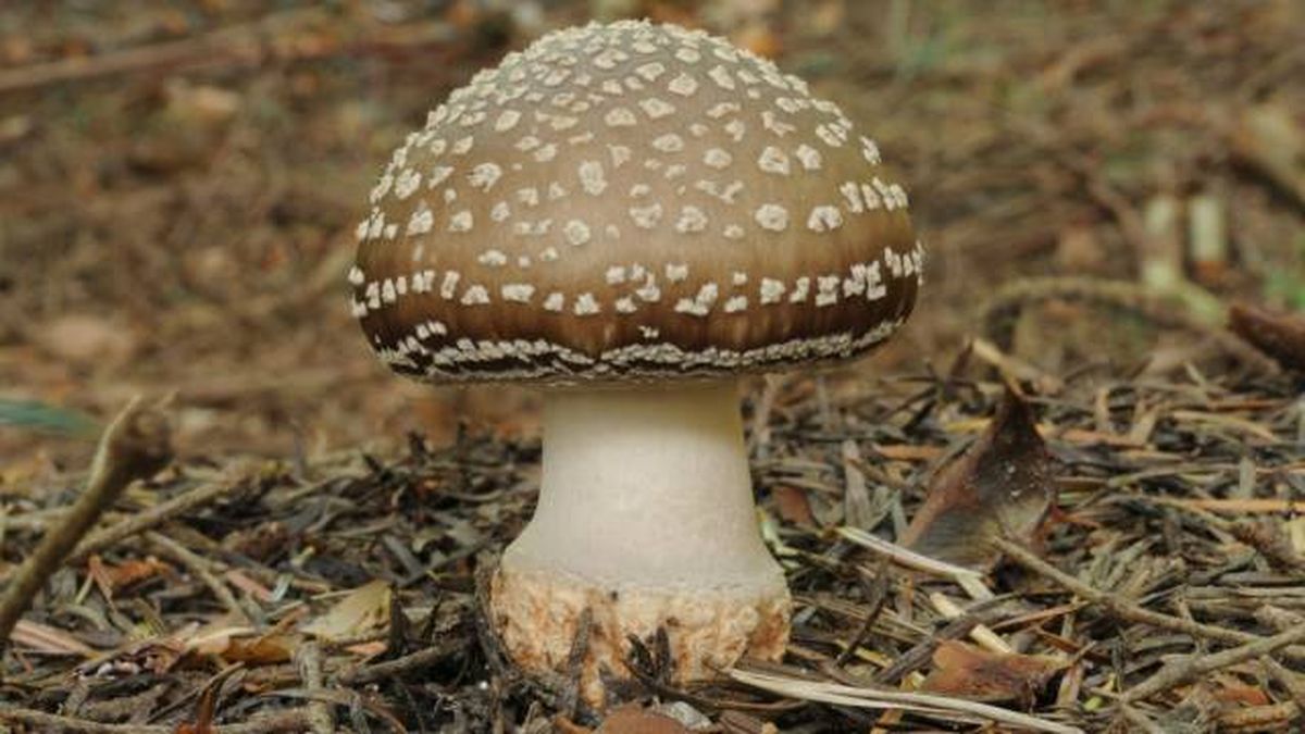 setas toxicas venenosas mascotas Espana Amanita pantherina