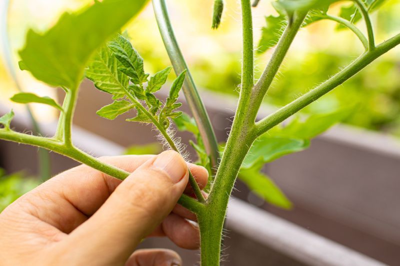 Chupones en la planta de tomate-axilas-del-tomate