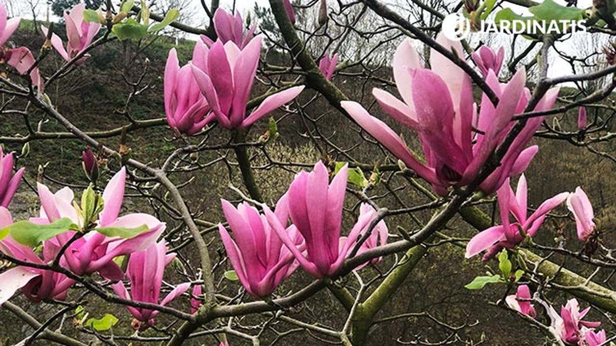 magonilio liliflora caracteristicas