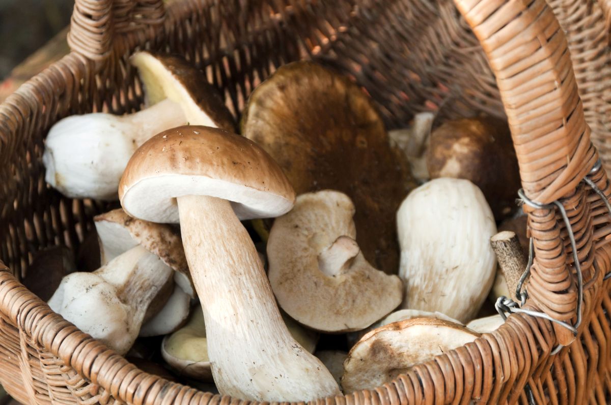 como limpiar hongos setas xl