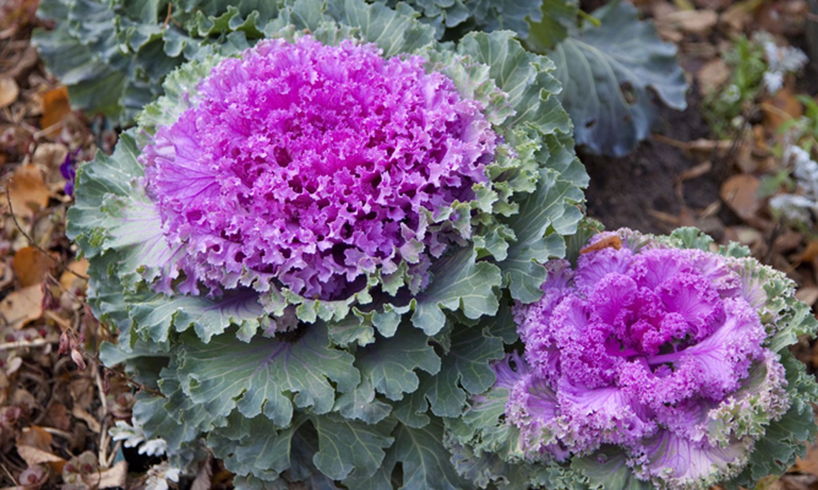 Las coles ornamentales