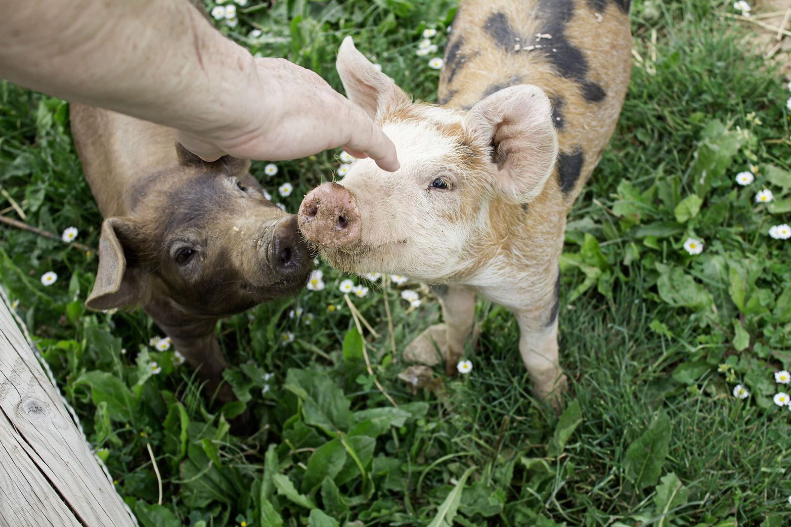 santuario animales granja