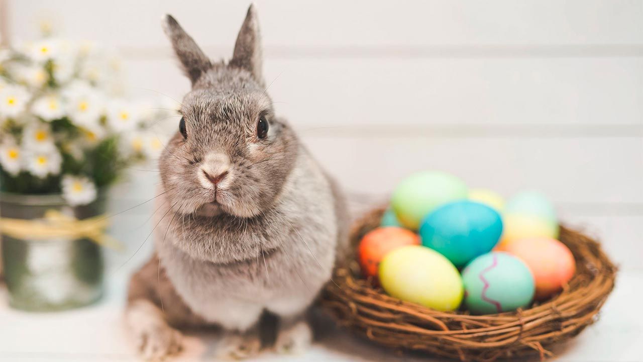 mascotas conejos pascua origen