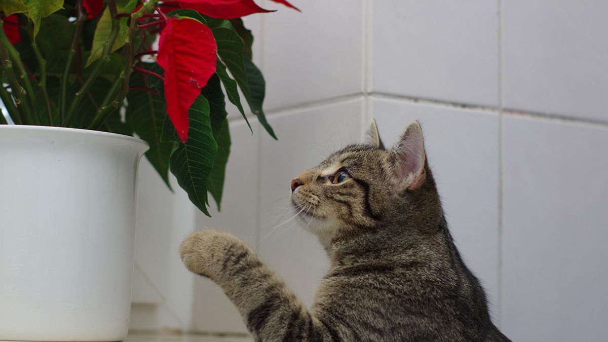 plantas toxicas animales