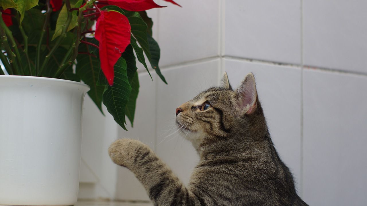 plantas toxicas animales