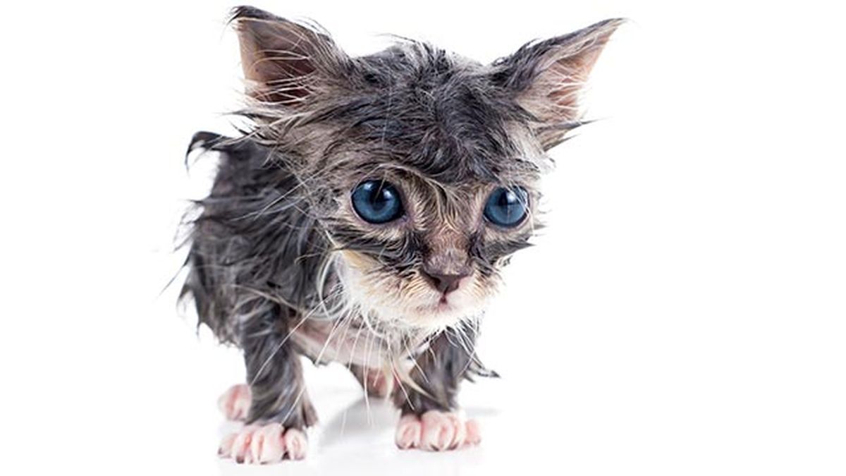 10 fotos de gatos mojados 8