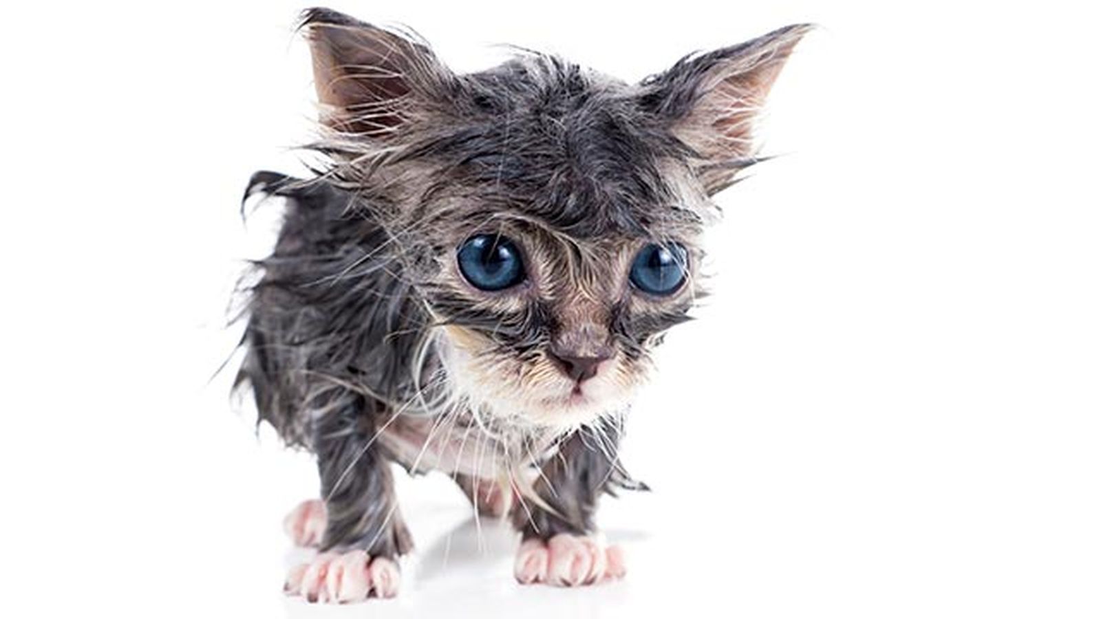 10 fotos de gatos mojados 8