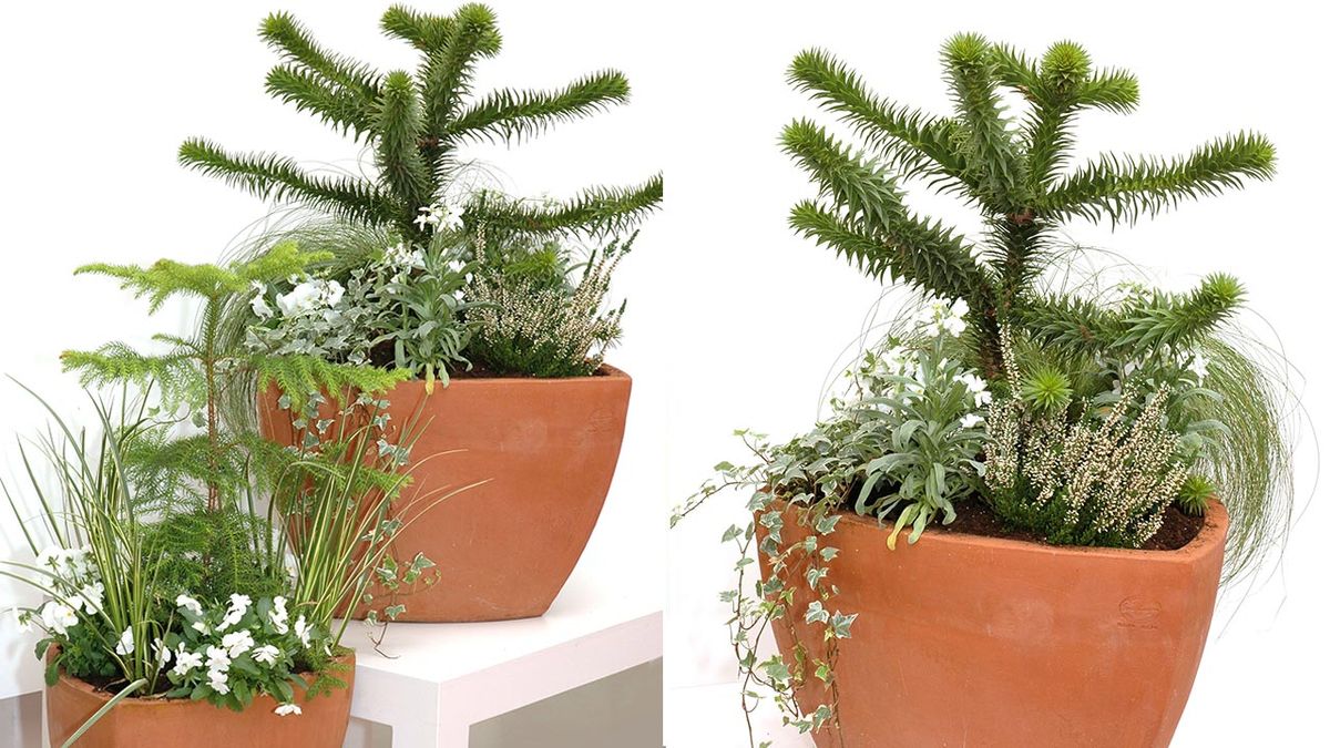 deco 112 trasplante araucaria xl