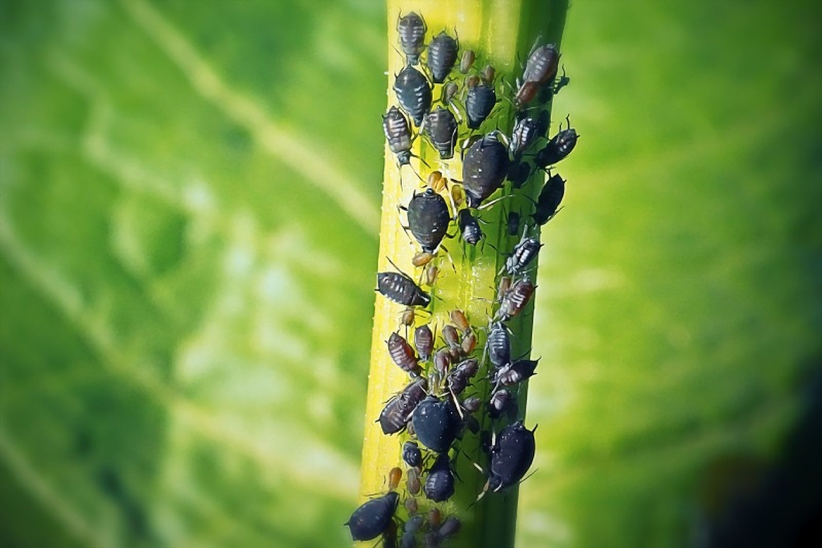 Pulgones negros