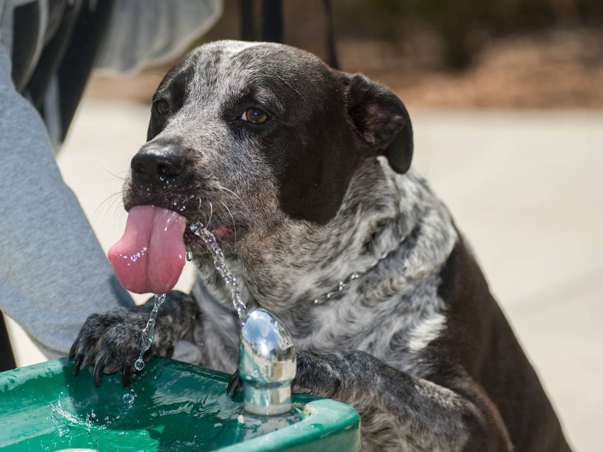 Si tu perro bebe agua de un recipiente contaminado, se puede exponer a varias enfermedades.