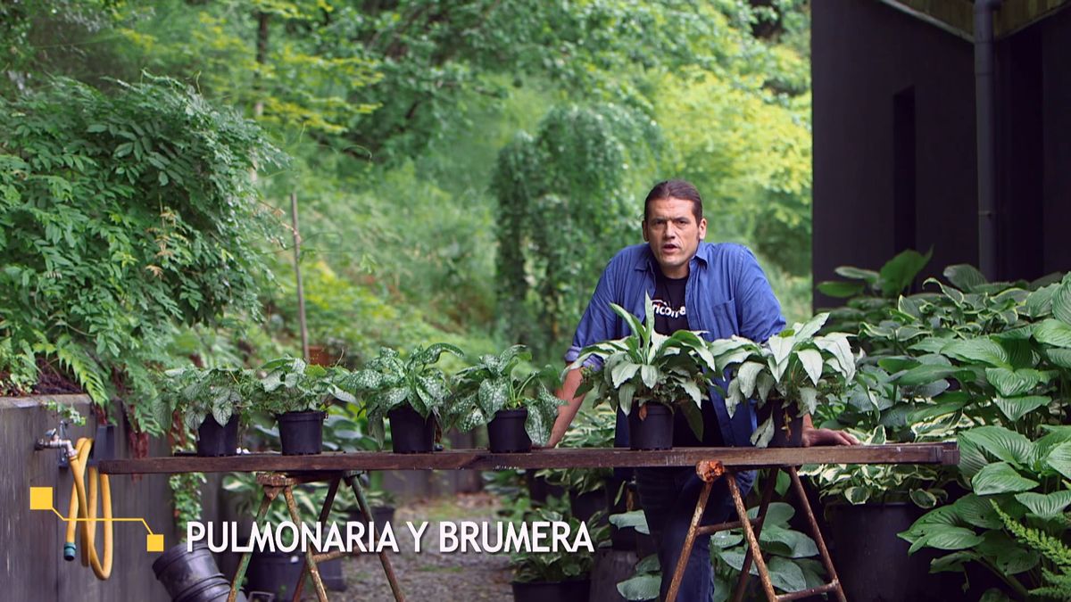 brico 0959 brumera pulmonaria inicio