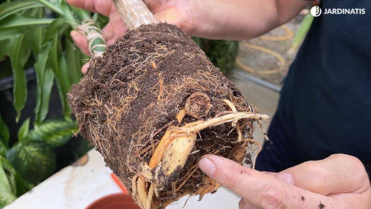 Raíces de la Dracaena fragans massageana