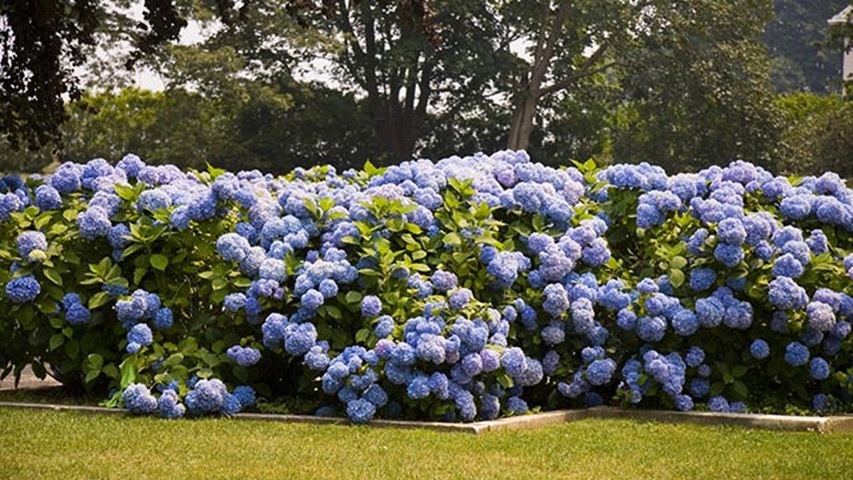 variedades de hortensias
