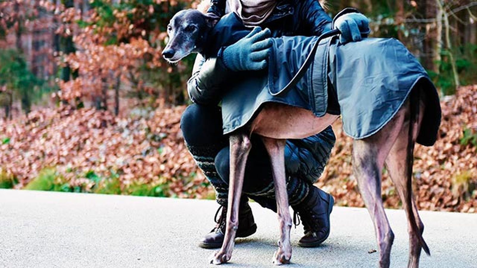 abrigar perro frio 5