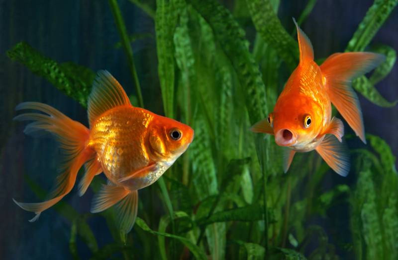 Los peces dorados son omnívoros, por lo que su dieta tiene que ser variada.