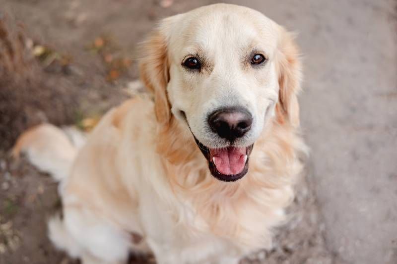 Una de las marcas distintivas de esta raza canina es su carácter, que es amigable, extrovertido y con una clara tendencia a confiar en todas las personas.
