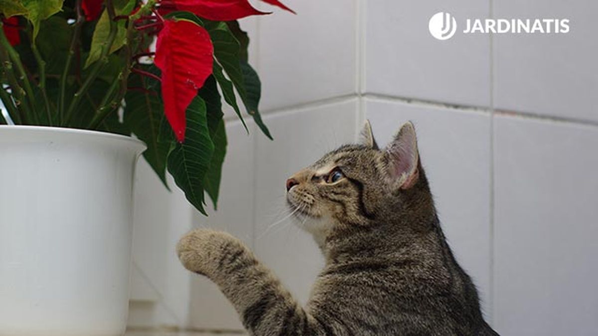 flor de pascua toxica para gatos