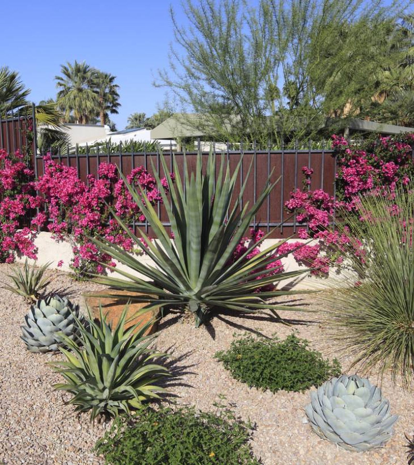 plantas para jardines xerofilos