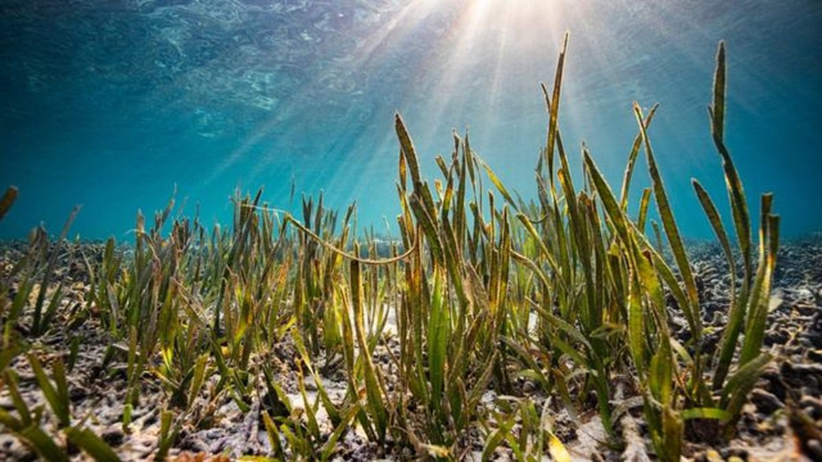 que son los pastos marinos praderas marinas