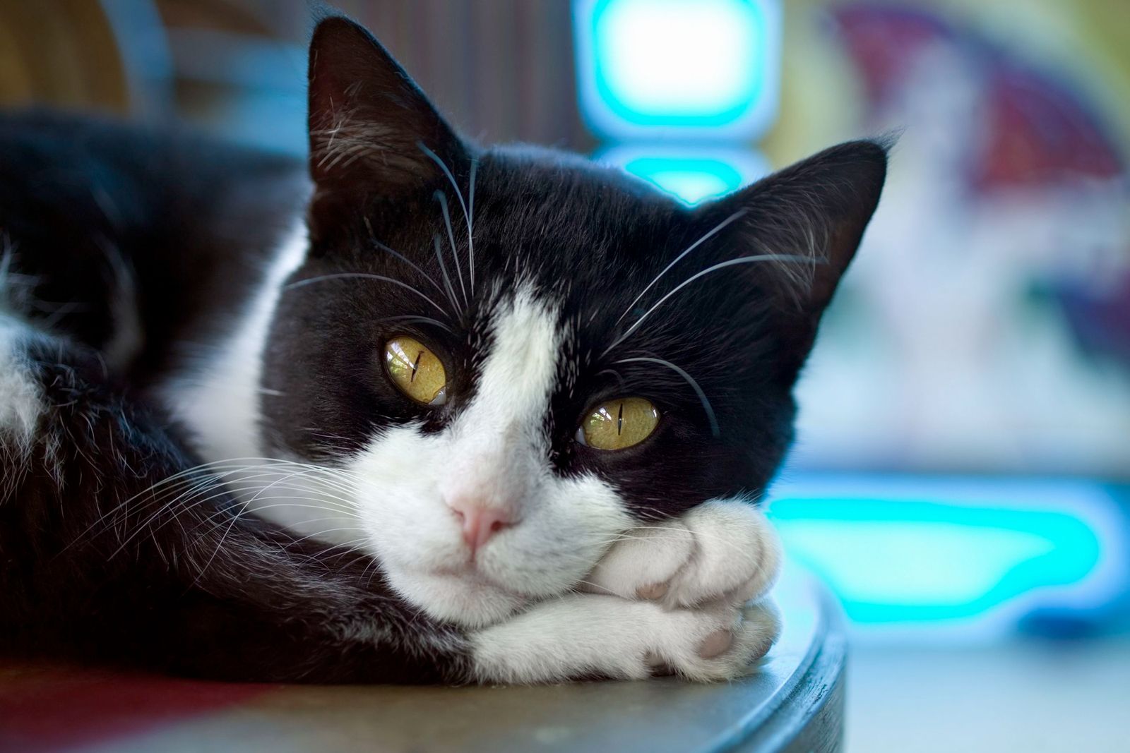 alimentacion para gatos de piel sensible xl