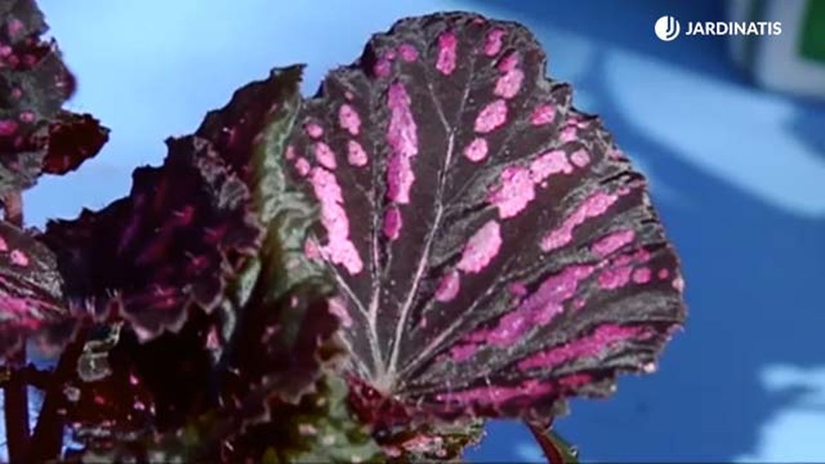 hoja de begonia rosa granate rex brico 688 jardinatis