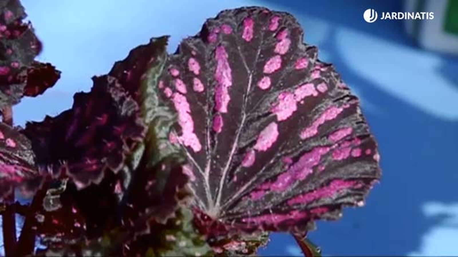 hoja de begonia rosa granate rex brico 688 jardinatis