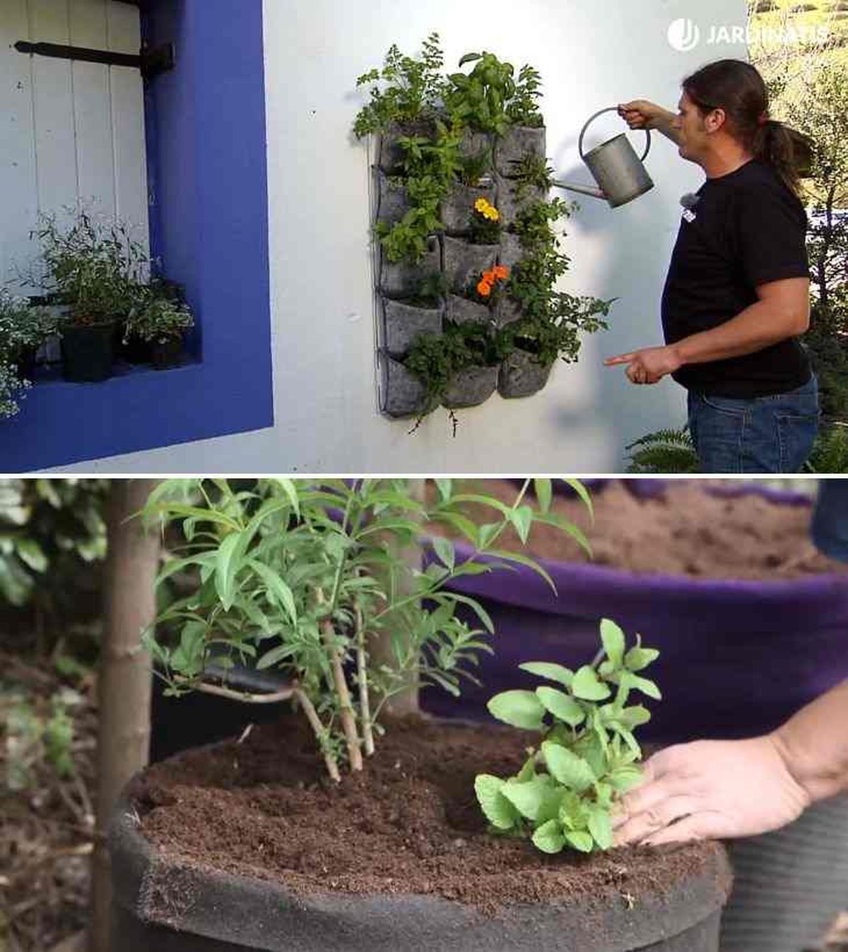 hierbaluisa en en jardin vertical o plantada en contenedor junto a hierbabuena