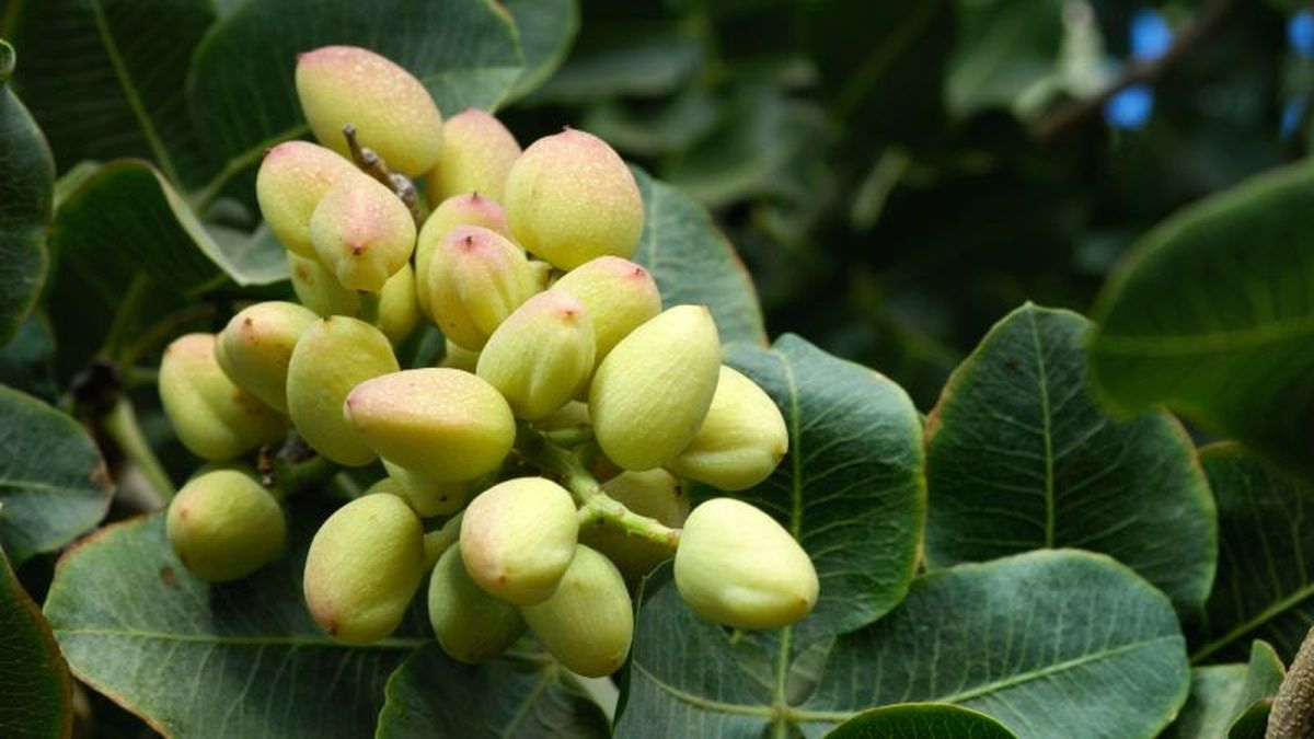 Árbol del pistacho