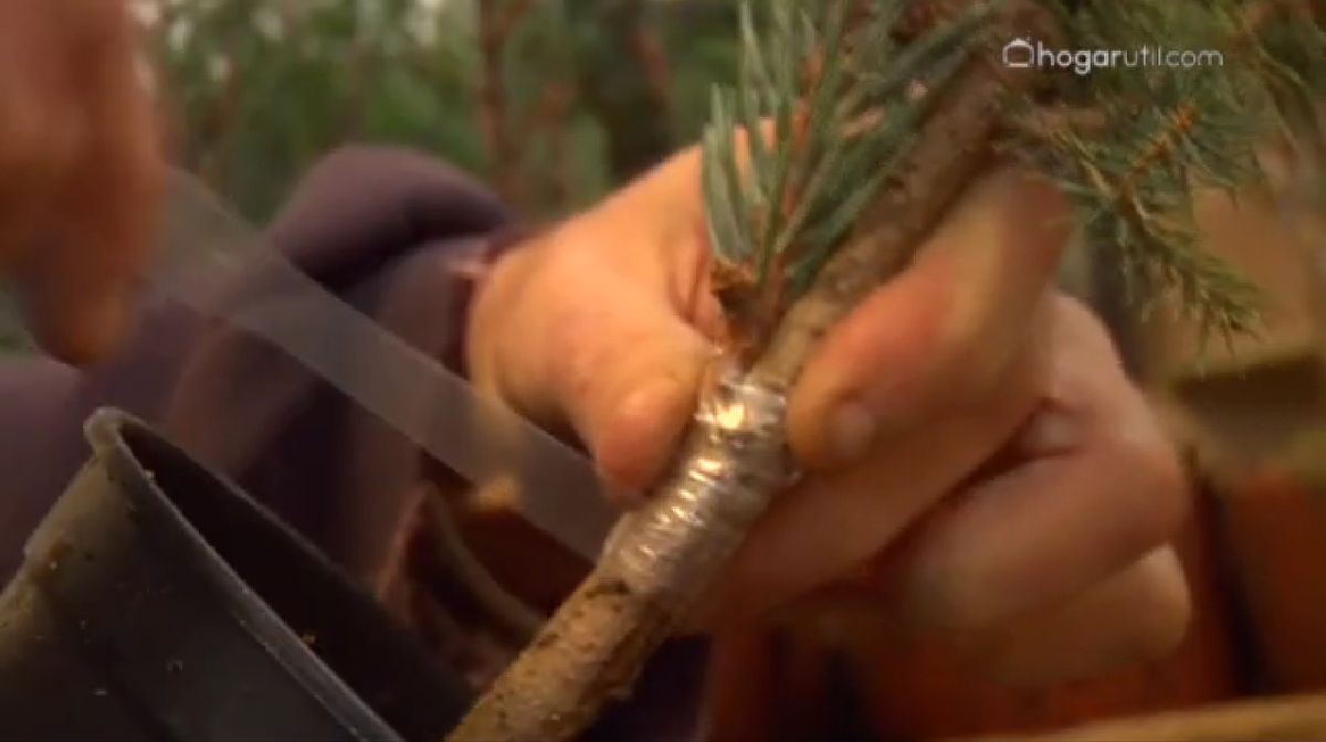 Injertos en coníferas paso 3