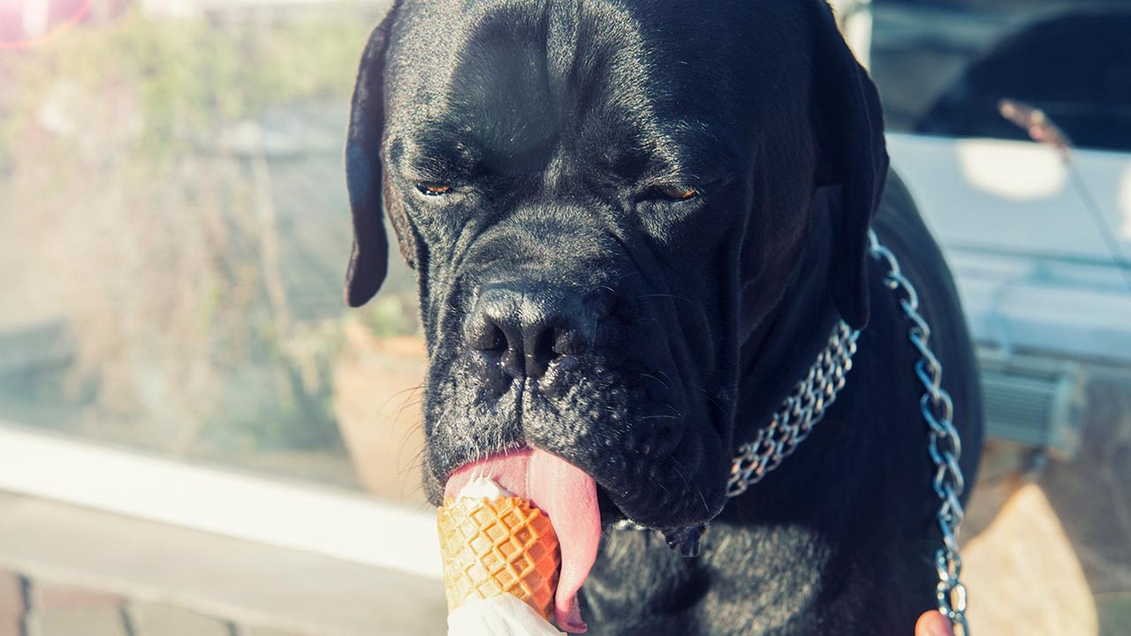 empacho perros portada