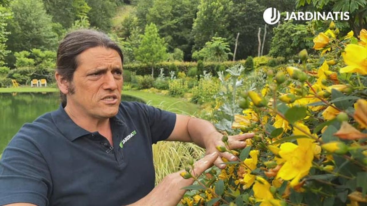 cuando se poda el Hypericum calycinum jardinatis