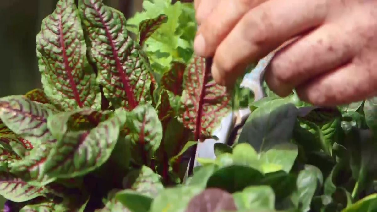 brico 950 3 huerto urbano contenedor geotextil acedera sanguinea