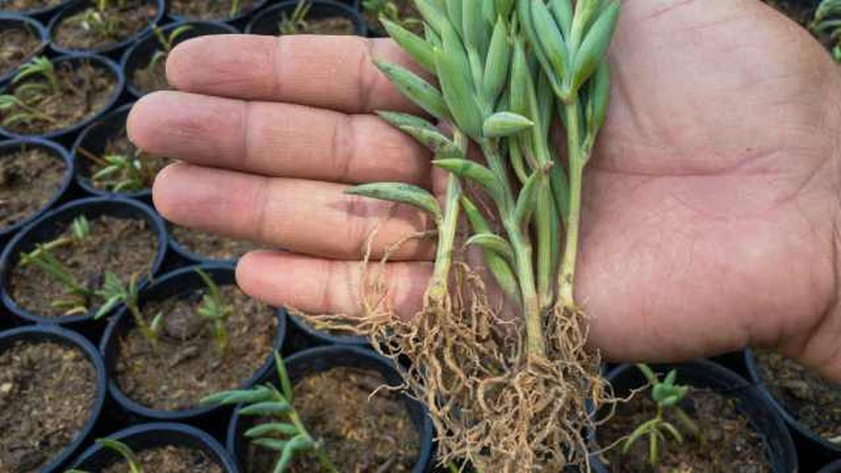 reproducir senecio radicans esqueje