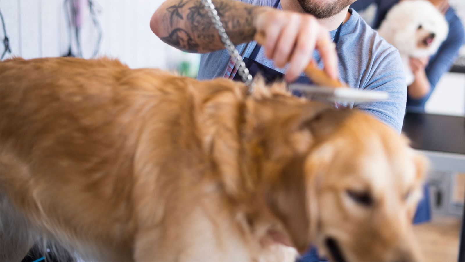 perros terapia asistida carceles