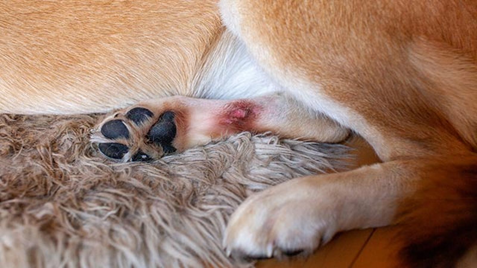 sarna perros patas