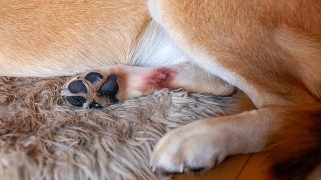 sarna perros patas