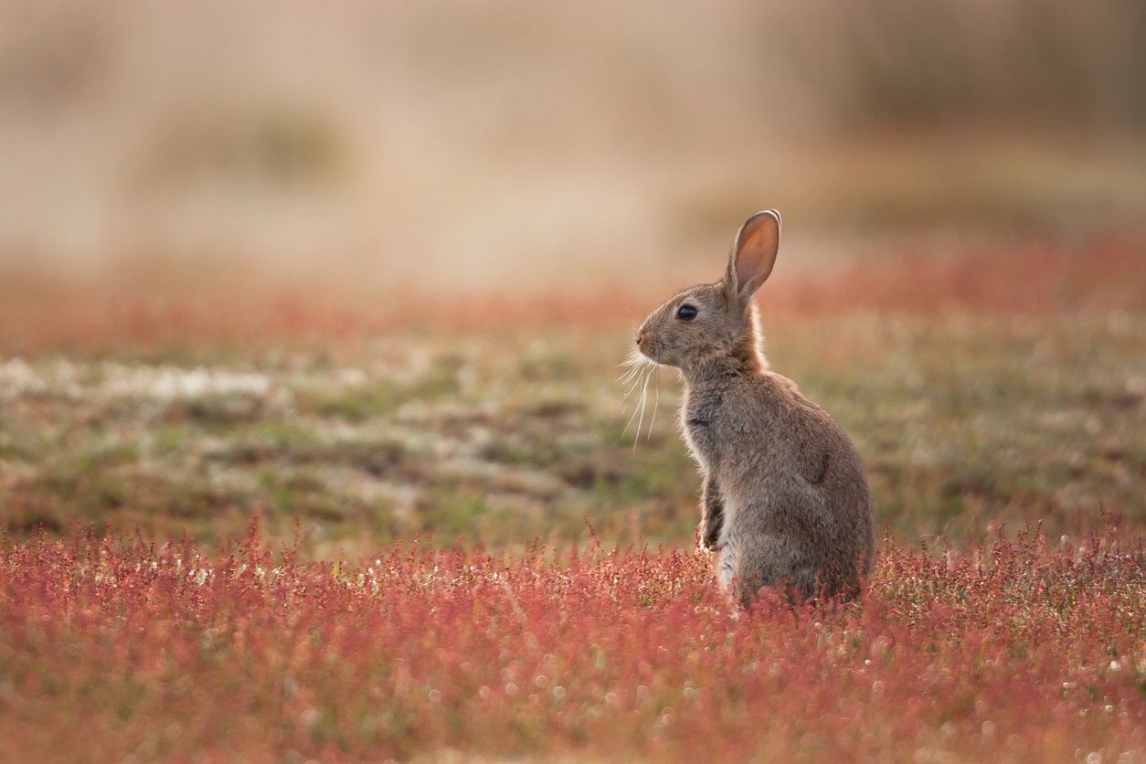 animales que dan buena suerte conejo