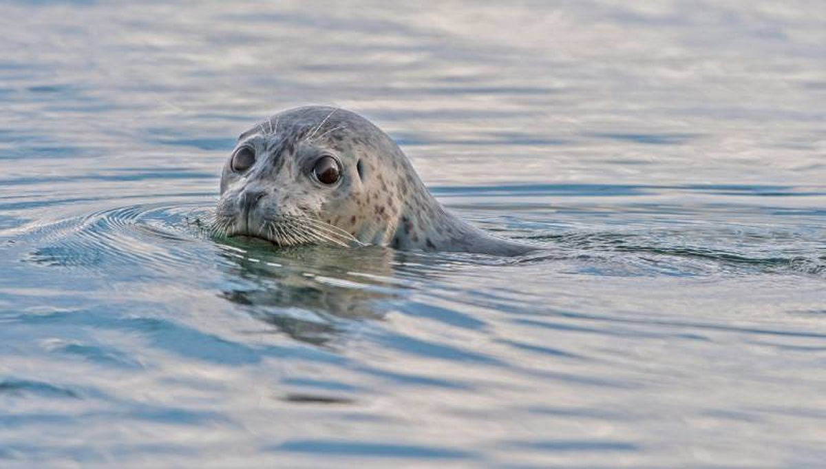 Organizaciones y gobiernos han tomado medidas para evitar su extinción.