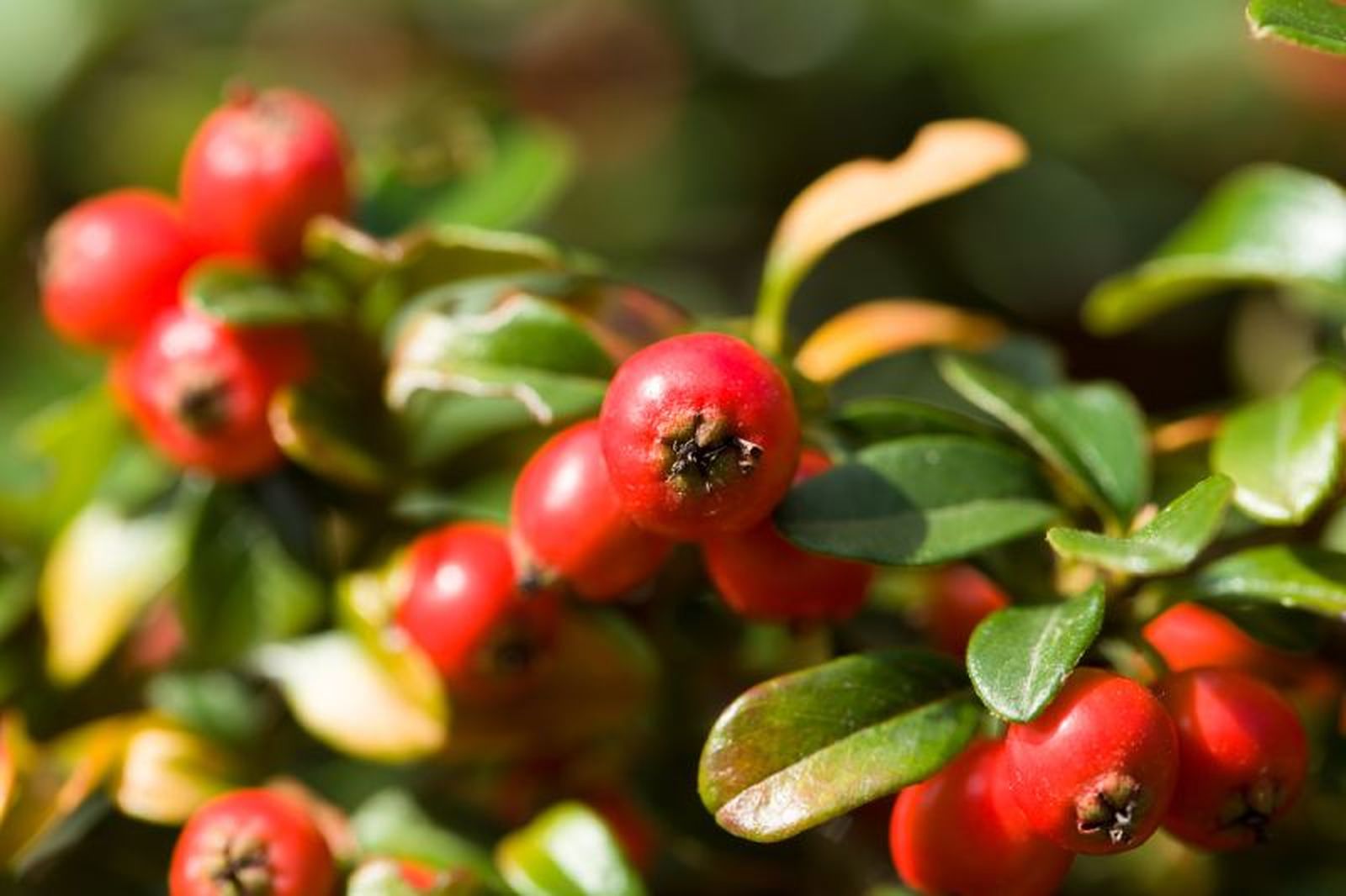 Gaultheria procumbens