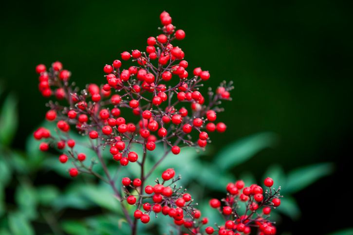 Nandina 2