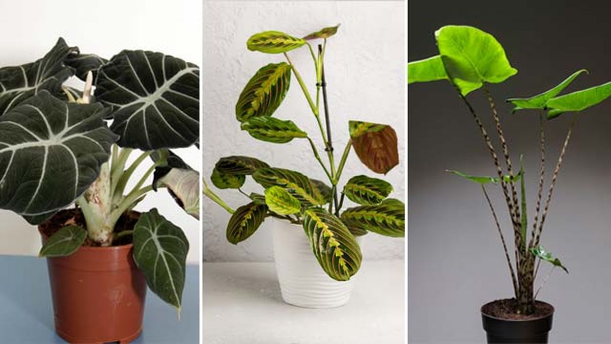 alocasias y maranta para urban jungle