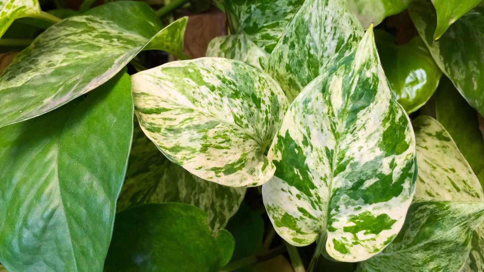 cuidados plantas variegadas