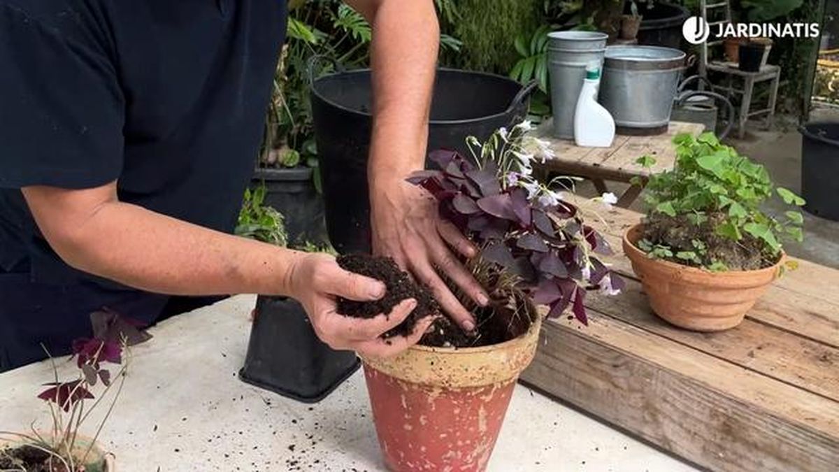 sustrato para oxalis triangularis