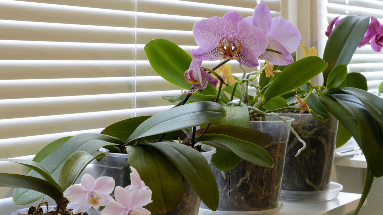 contenedor trasparente para las orquideas