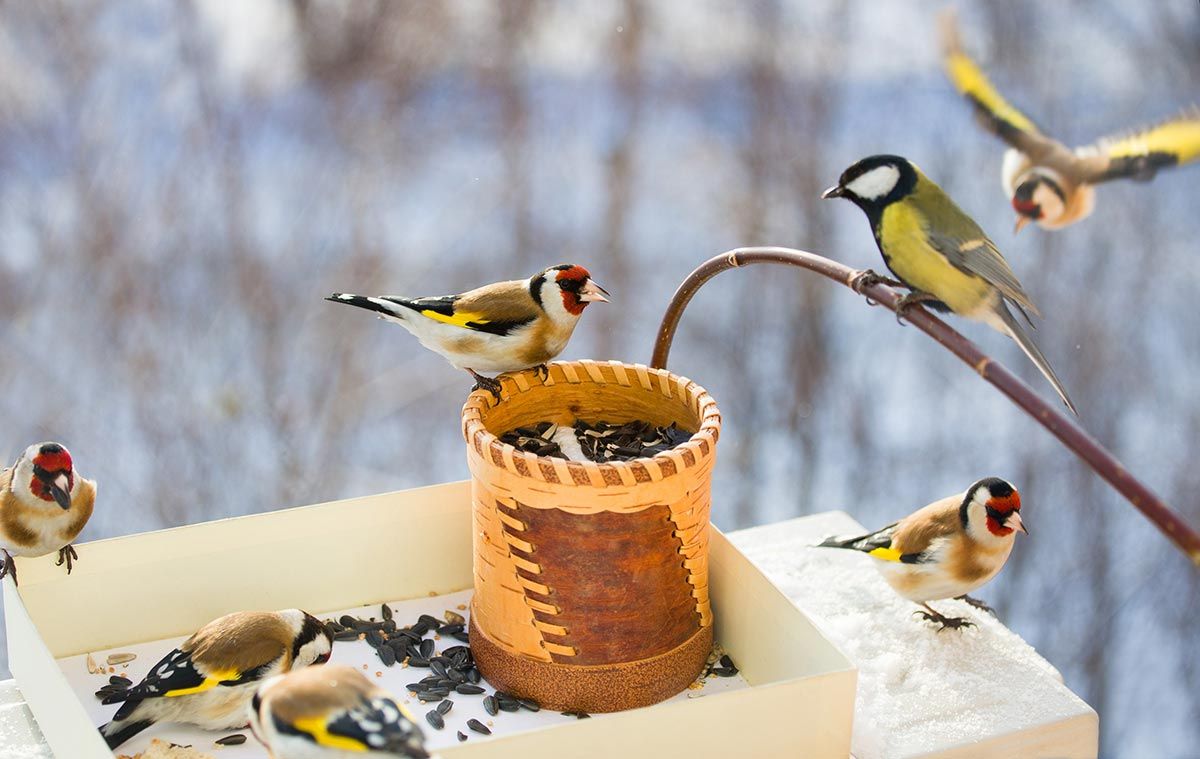 aves pajaro jilguero1