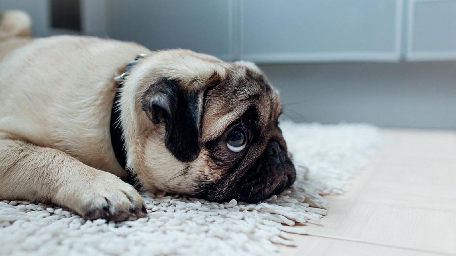 pug triste