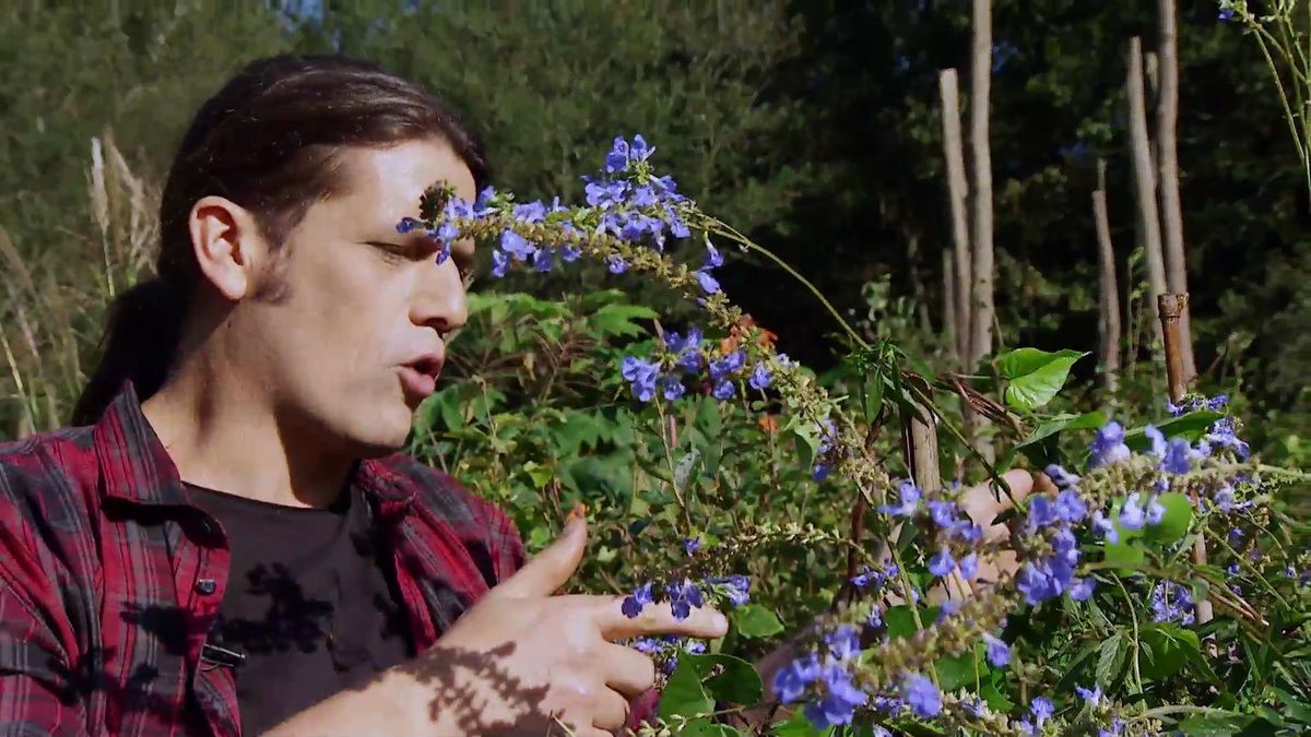 deco 625 Salvia uliginosa